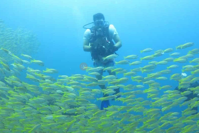 Discover Scuba in Fujairah - UAE Scuba Diving Best -Price,  Deals | jtrholidays.com