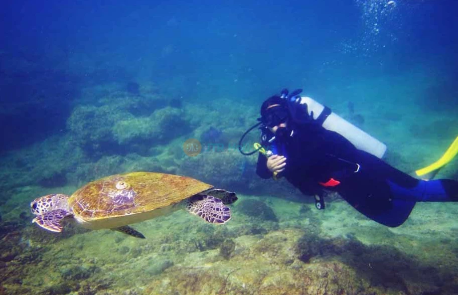 Discover Scuba in Fujairah - UAE Scuba Diving Best -Price,  Deals | jtrholidays.com