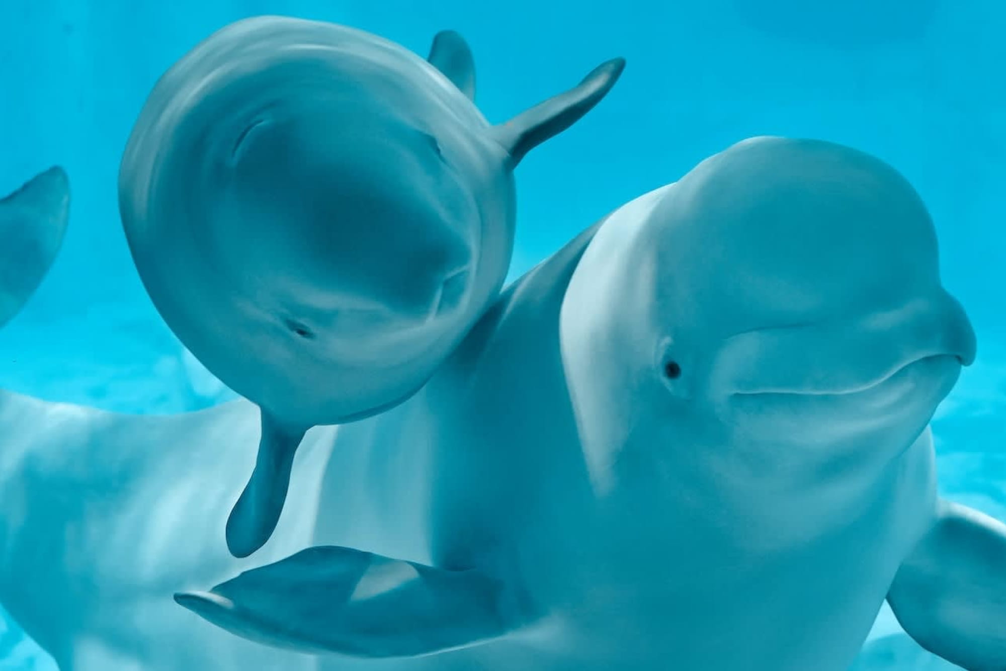 Oceanografic Aquarium Admission in Valencia - Image 1 of 5