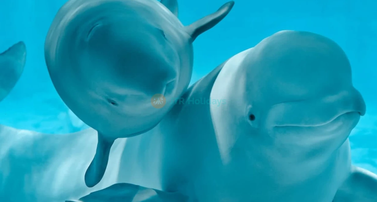 Oceanografic Aquarium Admission in Valencia - Image 1 of 5