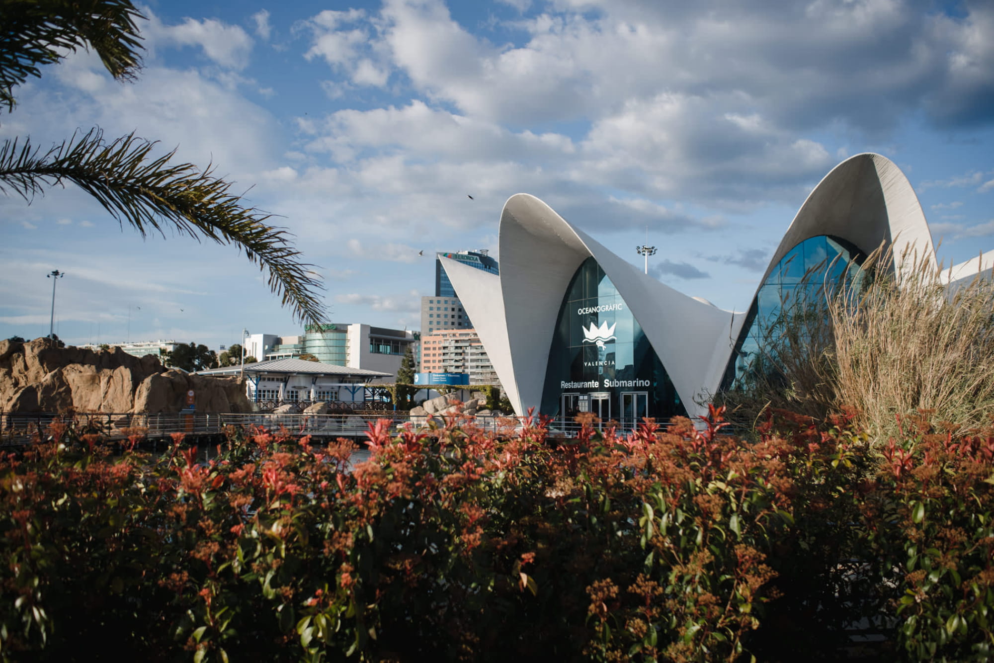 Oceanografic Aquarium Admission in Valencia - Visit Oceanogràfic Aquarium Valencia, one of Europe’s largest aquariums. Explore diverse marine habitats, iconic architecture, dolphin shows, and enjoy a family-friendly experience in the City of Arts and Sciences. Oceanografic Aquarium Admission in Valencia - Image 2 of 5