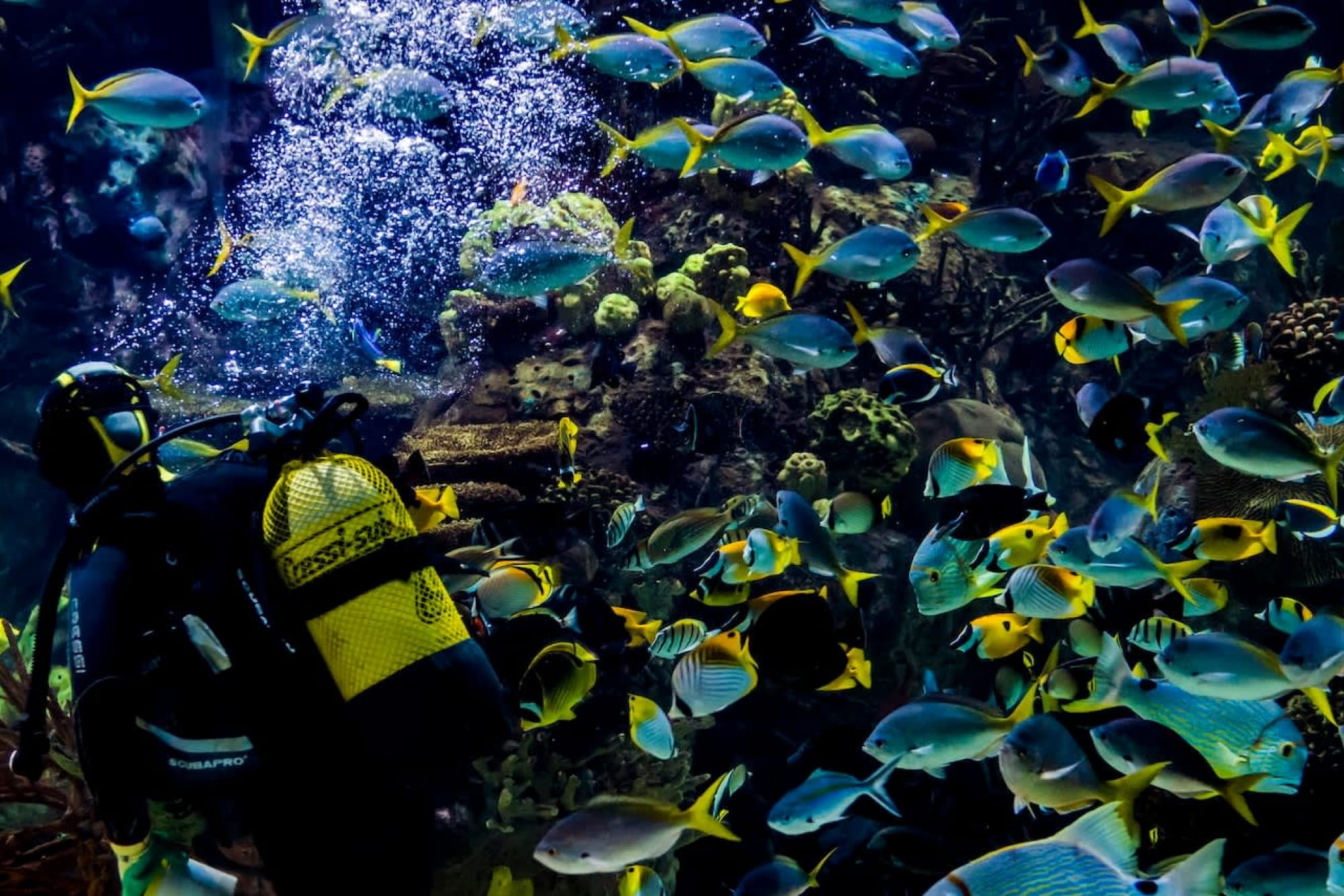 Oceanografic Aquarium Admission in Valencia - Visit Oceanogràfic Aquarium Valencia, one of Europe’s largest aquariums. Explore diverse marine habitats, iconic architecture, dolphin shows, and enjoy a family-friendly experience in the City of Arts and Sciences. Oceanografic Aquarium Admission in Valencia - Image 3 of 5