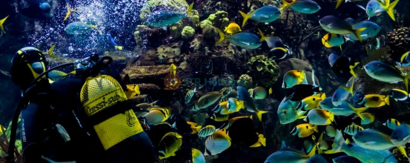 Oceanografic Aquarium Admission in Valencia - Visit Oceanogràfic Aquarium Valencia, one of Europe’s largest aquariums. Explore diverse marine habitats, iconic architecture, dolphin shows, and enjoy a family-friendly experience in the City of Arts and Sciences. Oceanografic Aquarium Admission in Valencia - Image 3 of 5