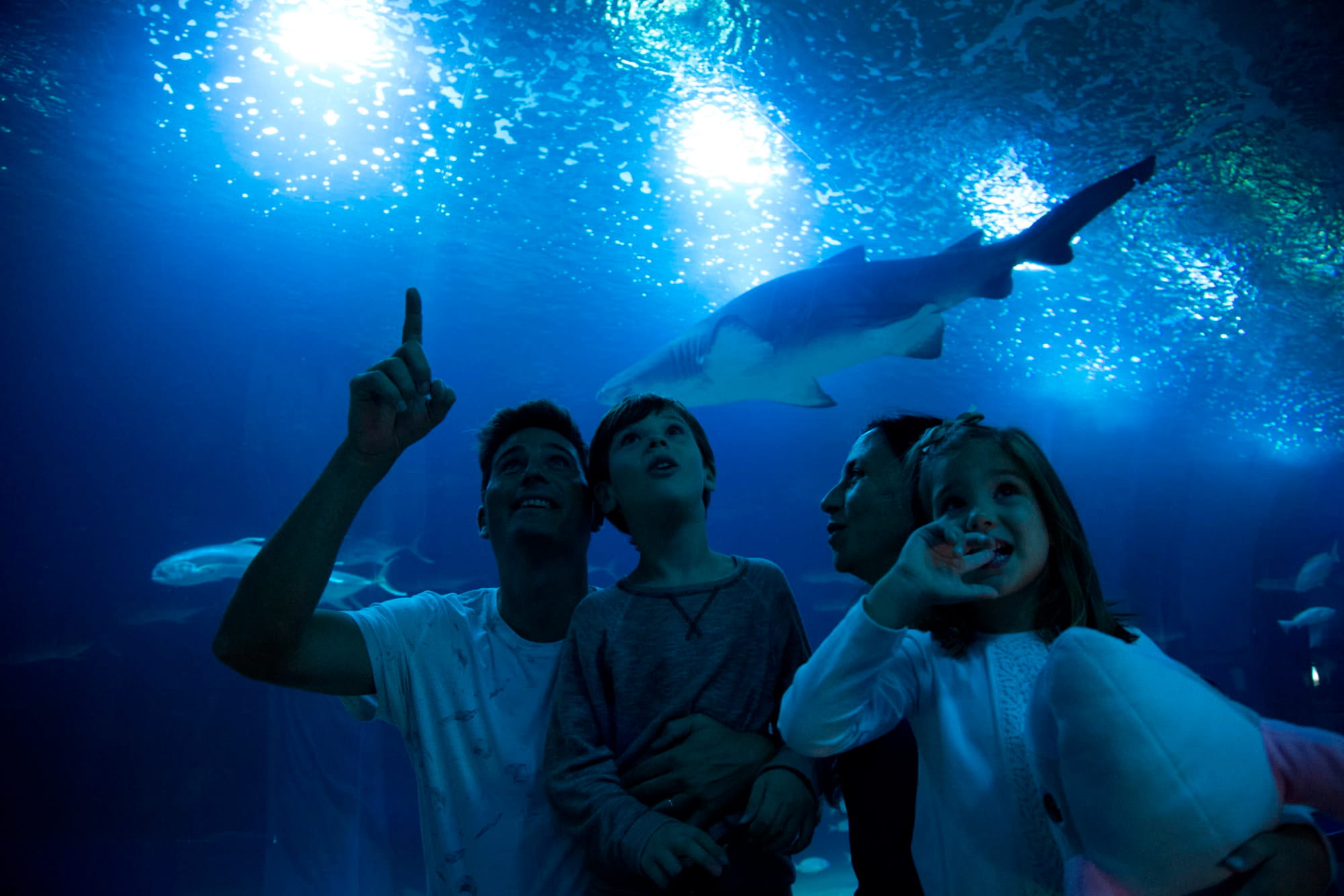 Oceanografic Aquarium Admission in Valencia - Image 4 of 5