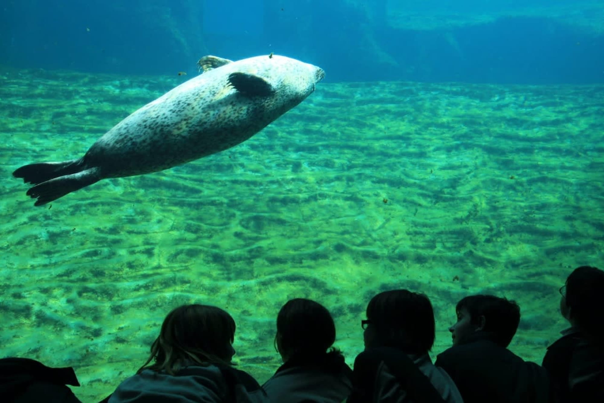 Oceanografic Aquarium Admission in Valencia - Image 5 of 5