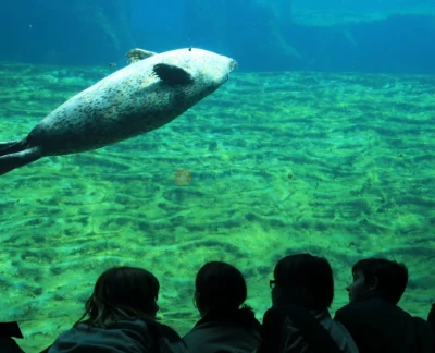 Oceanografic Aquarium Admission in Valencia - Image 5 of 5