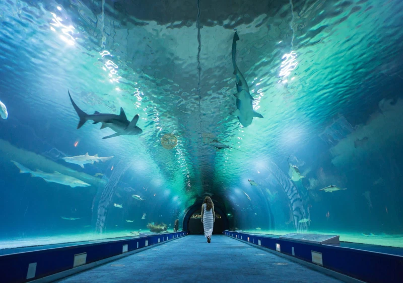 Ingresso all'Acquario Oceanografic di Valencia