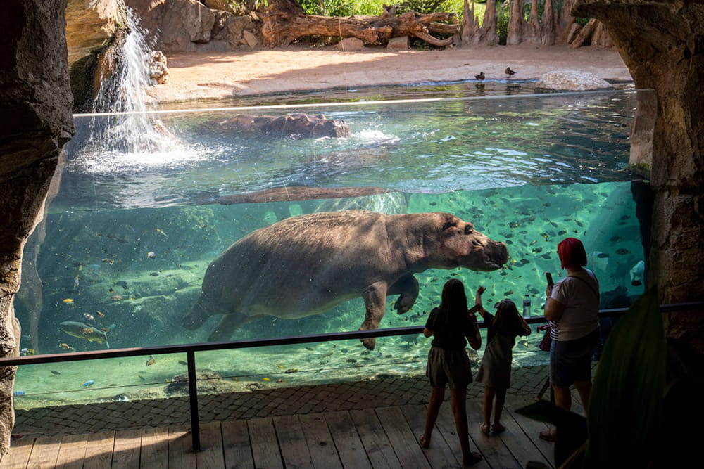 Bioparc Valencia - Discover Bioparc Valencia, one of Europe's best wildlife parks. Explore 4 African habitats, see 6,000+ animals including elephants, lions & gorillas using the unique zoo-immersion concept. Plan your visit, check rules & book tickets today! Bioparc Valencia - Image 1 of 5