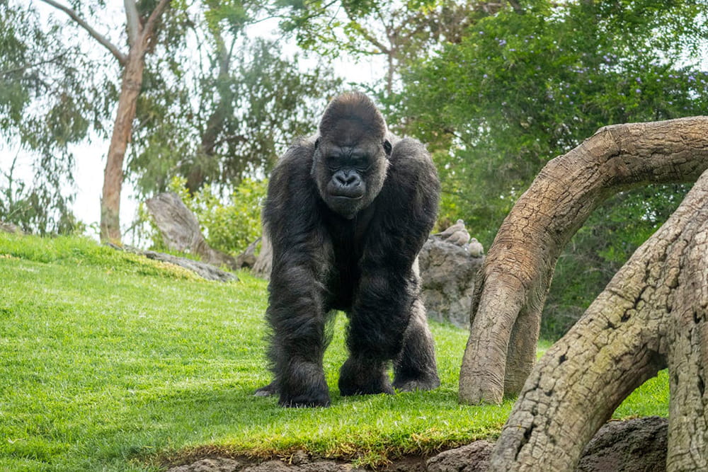 Bioparc Valencia - Discover Bioparc Valencia, one of Europe's best wildlife parks. Explore 4 African habitats, see 6,000+ animals including elephants, lions & gorillas using the unique zoo-immersion concept. Plan your visit, check rules & book tickets today! Bioparc Valencia - Image 2 of 5