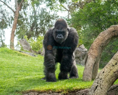 Bioparc Valencia - Discover Bioparc Valencia, one of Europe's best wildlife parks. Explore 4 African habitats, see 6,000+ animals including elephants, lions & gorillas using the unique zoo-immersion concept. Plan your visit, check rules & book tickets today! Bioparc Valencia - Image 2 of 5