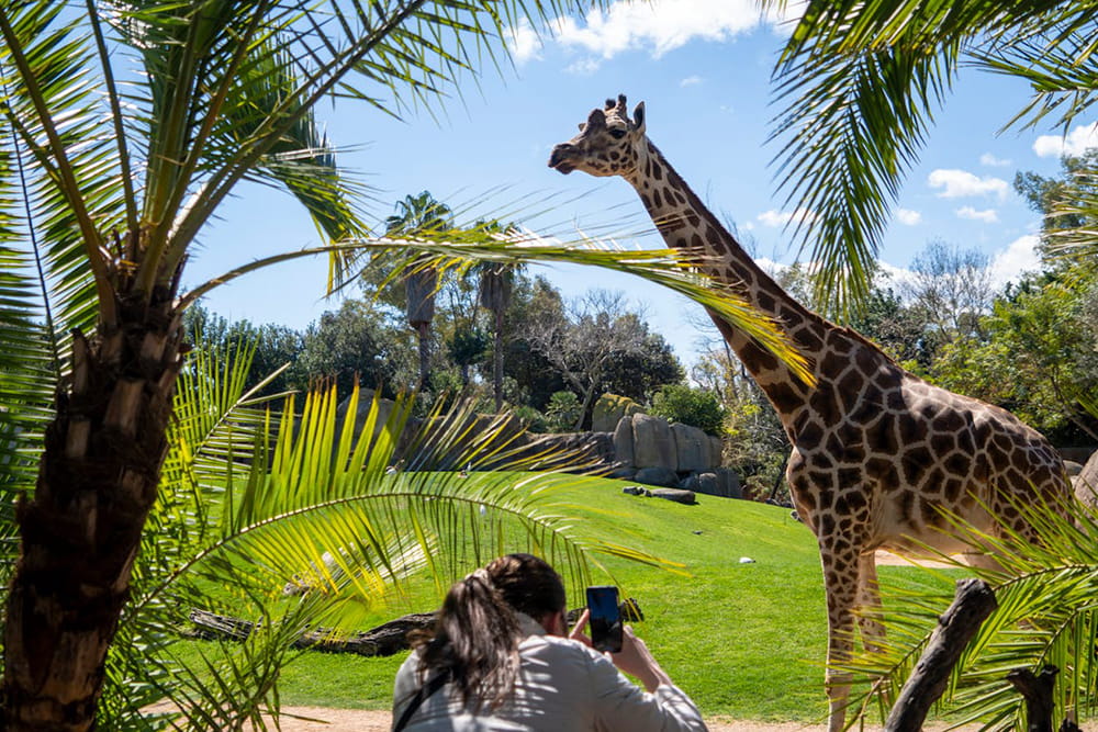 Bioparc Valencia - Discover Bioparc Valencia, one of Europe's best wildlife parks. Explore 4 African habitats, see 6,000+ animals including elephants, lions & gorillas using the unique zoo-immersion concept. Plan your visit, check rules & book tickets today! Bioparc Valencia - Image 3 of 5