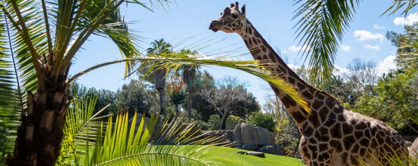 Bioparc Valencia - Discover Bioparc Valencia, one of Europe's best wildlife parks. Explore 4 African habitats, see 6,000+ animals including elephants, lions & gorillas using the unique zoo-immersion concept. Plan your visit, check rules & book tickets today! Bioparc Valencia - Image 3 of 5