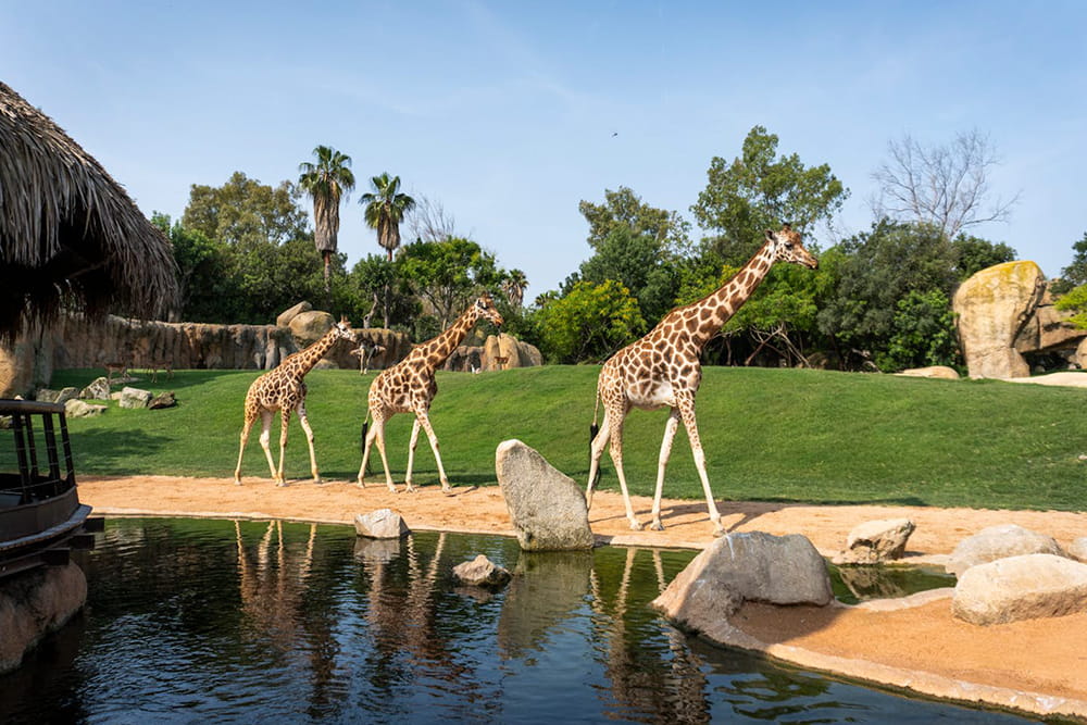 Bioparc Valencia - Discover Bioparc Valencia, one of Europe's best wildlife parks. Explore 4 African habitats, see 6,000+ animals including elephants, lions & gorillas using the unique zoo-immersion concept. Plan your visit, check rules & book tickets today! Bioparc Valencia - Image 4 of 5