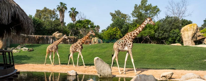 Bioparc Valencia - Discover Bioparc Valencia, one of Europe's best wildlife parks. Explore 4 African habitats, see 6,000+ animals including elephants, lions & gorillas using the unique zoo-immersion concept. Plan your visit, check rules & book tickets today! Bioparc Valencia - Image 4 of 5