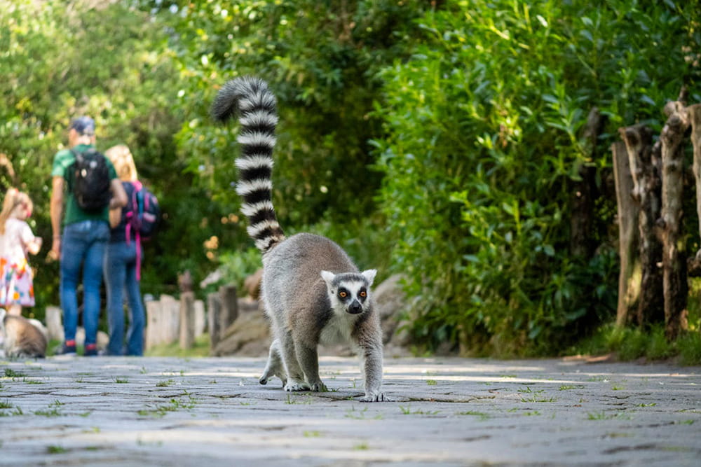 Bioparc Valencia - Discover Bioparc Valencia, one of Europe's best wildlife parks. Explore 4 African habitats, see 6,000+ animals including elephants, lions & gorillas using the unique zoo-immersion concept. Plan your visit, check rules & book tickets today! Bioparc Valencia - Image 5 of 5