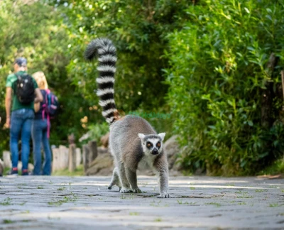 Bioparc Valencia - Discover Bioparc Valencia, one of Europe's best wildlife parks. Explore 4 African habitats, see 6,000+ animals including elephants, lions & gorillas using the unique zoo-immersion concept. Plan your visit, check rules & book tickets today! Bioparc Valencia - Image 5 of 5