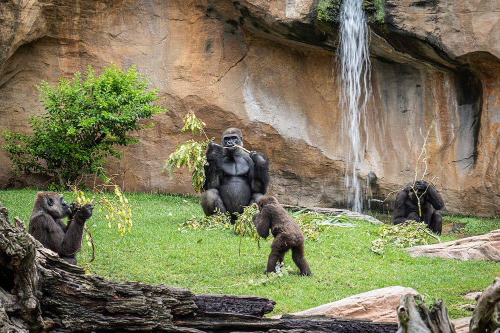 Bioparc Fuengirola - Visit Bioparc Fuengirola, a top wildlife park on the Costa del Sol. Explore rainforest habitats, diverse animals, guided tours, and family-friendly attractions. Bioparc Fuengirola - Image 2 of 5