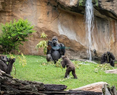 Bioparc Fuengirola - Visit Bioparc Fuengirola, a top wildlife park on the Costa del Sol. Explore rainforest habitats, diverse animals, guided tours, and family-friendly attractions. Bioparc Fuengirola - Image 2 of 5