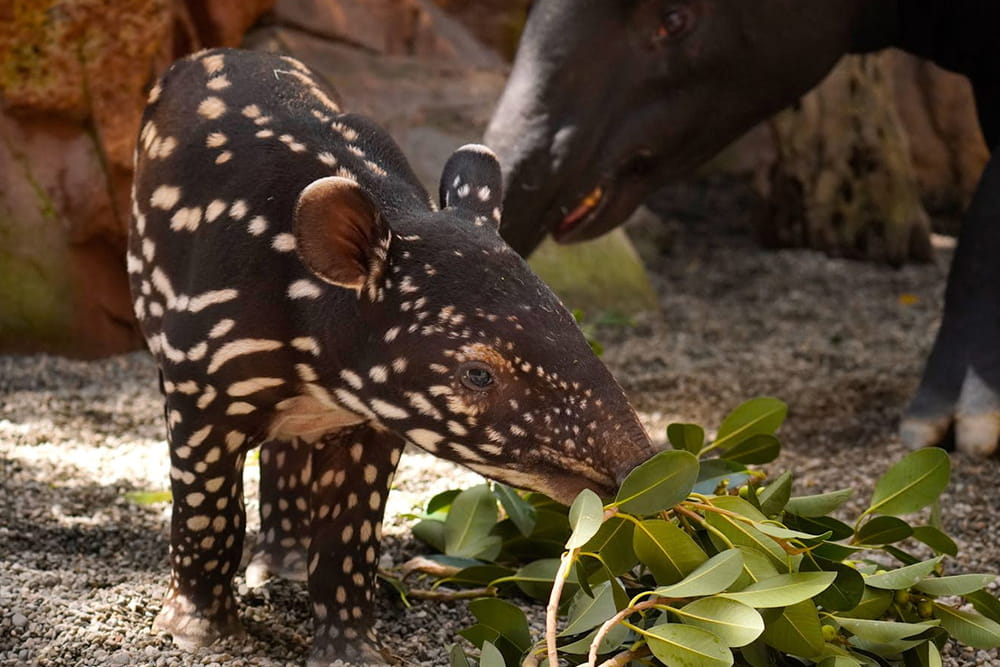 Bioparc Fuengirola - Visit Bioparc Fuengirola, a top wildlife park on the Costa del Sol. Explore rainforest habitats, diverse animals, guided tours, and family-friendly attractions. Bioparc Fuengirola - Image 3 of 5