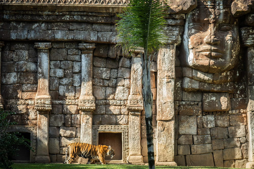 Bioparc Fuengirola - Visit Bioparc Fuengirola, a top wildlife park on the Costa del Sol. Explore rainforest habitats, diverse animals, guided tours, and family-friendly attractions. Bioparc Fuengirola - Image 4 of 5