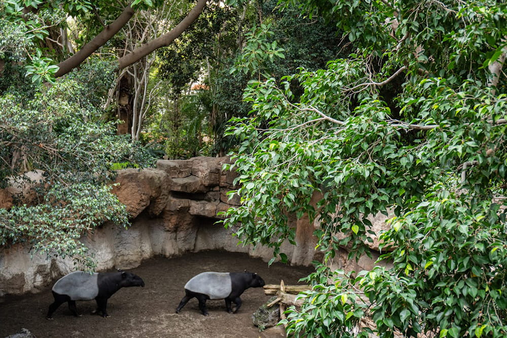 Bioparc Fuengirola - Visit Bioparc Fuengirola, a top wildlife park on the Costa del Sol. Explore rainforest habitats, diverse animals, guided tours, and family-friendly attractions. Bioparc Fuengirola - Image 5 of 5