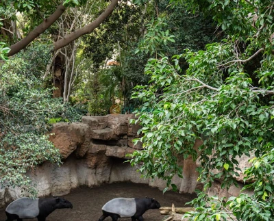 Bioparc Fuengirola - Visit Bioparc Fuengirola, a top wildlife park on the Costa del Sol. Explore rainforest habitats, diverse animals, guided tours, and family-friendly attractions. Bioparc Fuengirola - Image 5 of 5