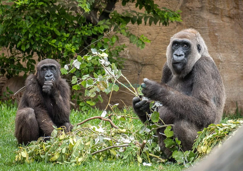 Bioparc Fuengirola