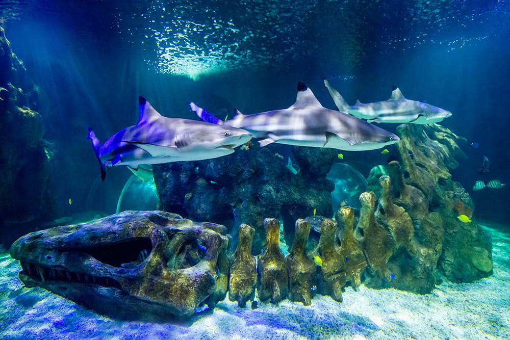 SEA LIFE Benalmádena - Image 3 of 5
