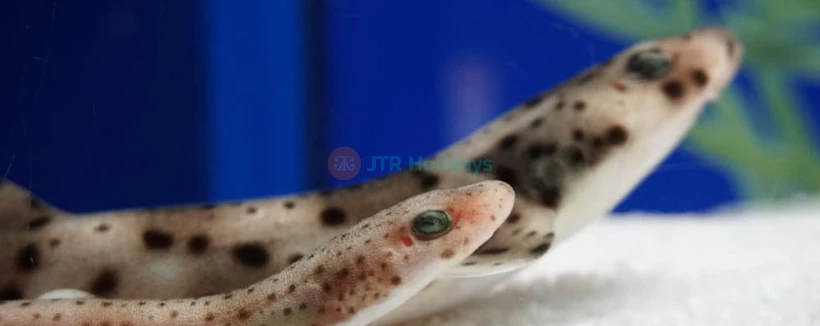 Acuario de Sevilla - Imagen 4 de 5