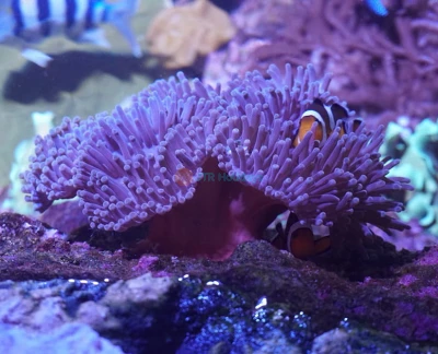 Acuario de Sevilla - Imagen 5 de 5