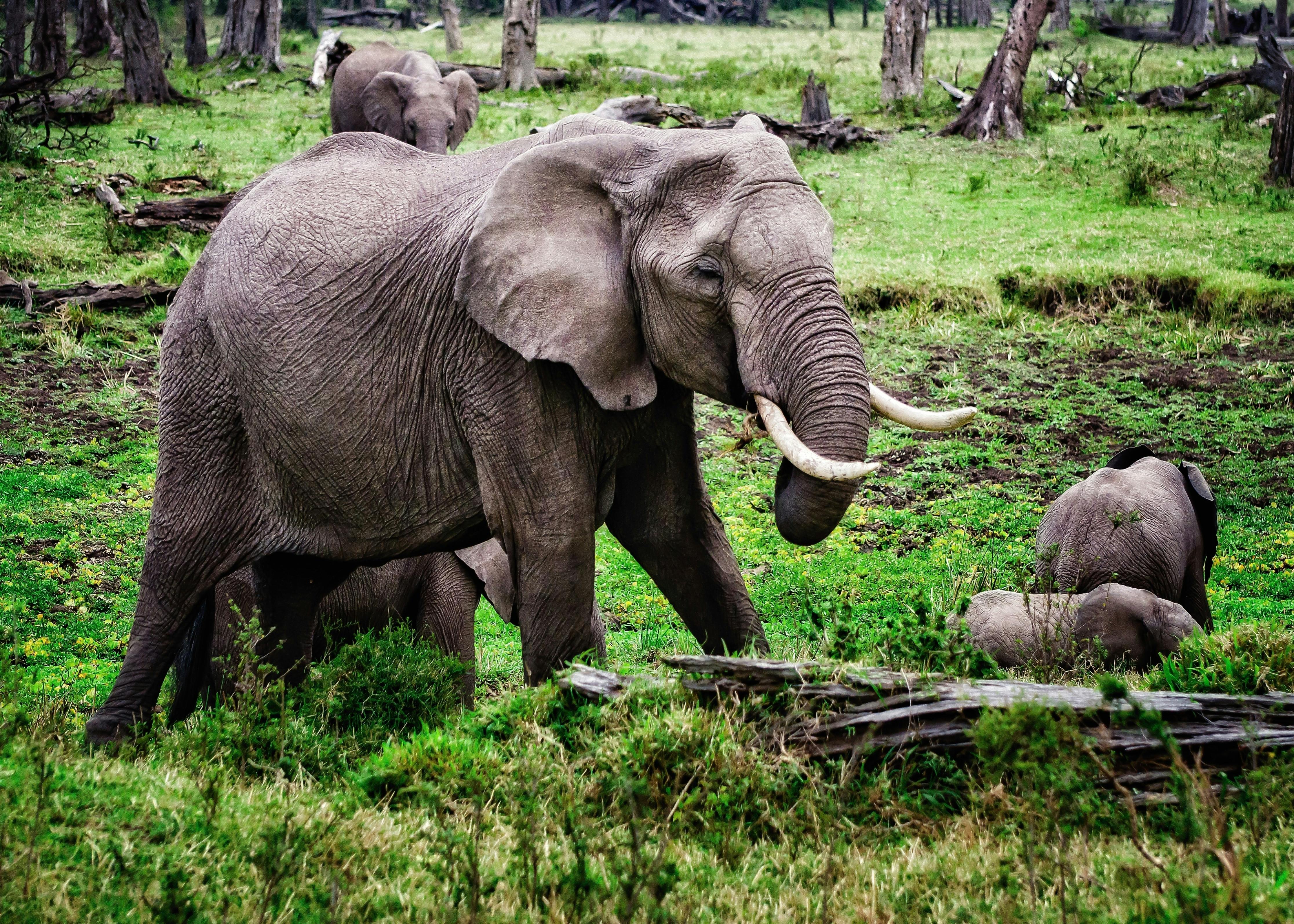 Sri Lanka Explorer – 4 Nights & 5 Days - Explore Sri Lanka with our 4 Nights & 5 Days tour package covering Kandy, Nuwara Eliya, and Colombo. Enjoy scenic landscapes, cultural attractions, comfortable stays, and guided sightseeing for a perfect holiday experience. Sri Lanka Explorer – 4 Nights & 5 Days - Image 2 of 5