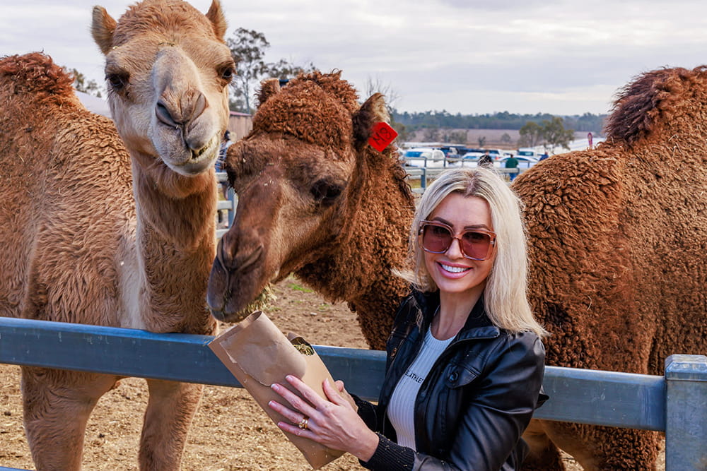 Camel Farm Experience in Brisbane - Image 1 of 5