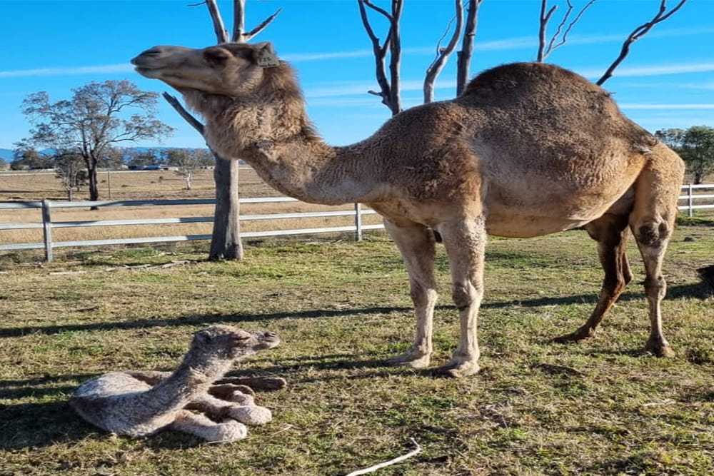Camel Farm Experience in Brisbane - Image 5 of 5