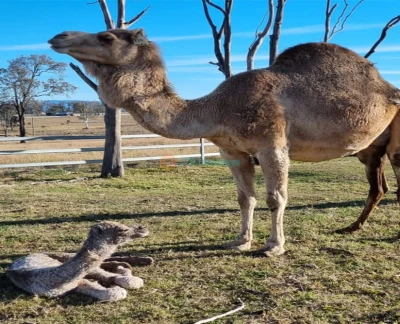 Camel Farm Experience in Brisbane - Image 5 of 5