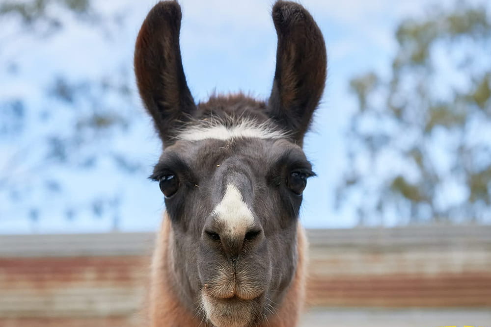 Animal Farm Experience in Brisbane - Enjoy a fun-filled day at White Ridge Farm with friendly animal encounters, tractor rides, mini golf, playgrounds, and family-friendly outdoor activities for all ages. Animal Farm Experience in Brisbane - Image 1 of 5