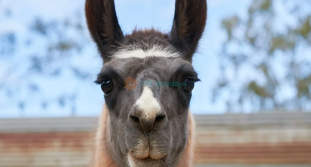 Animal Farm Experience in Brisbane - Enjoy a fun-filled day at White Ridge Farm with friendly animal encounters, tractor rides, mini golf, playgrounds, and family-friendly outdoor activities for all ages. Animal Farm Experience in Brisbane - Image 1 of 5