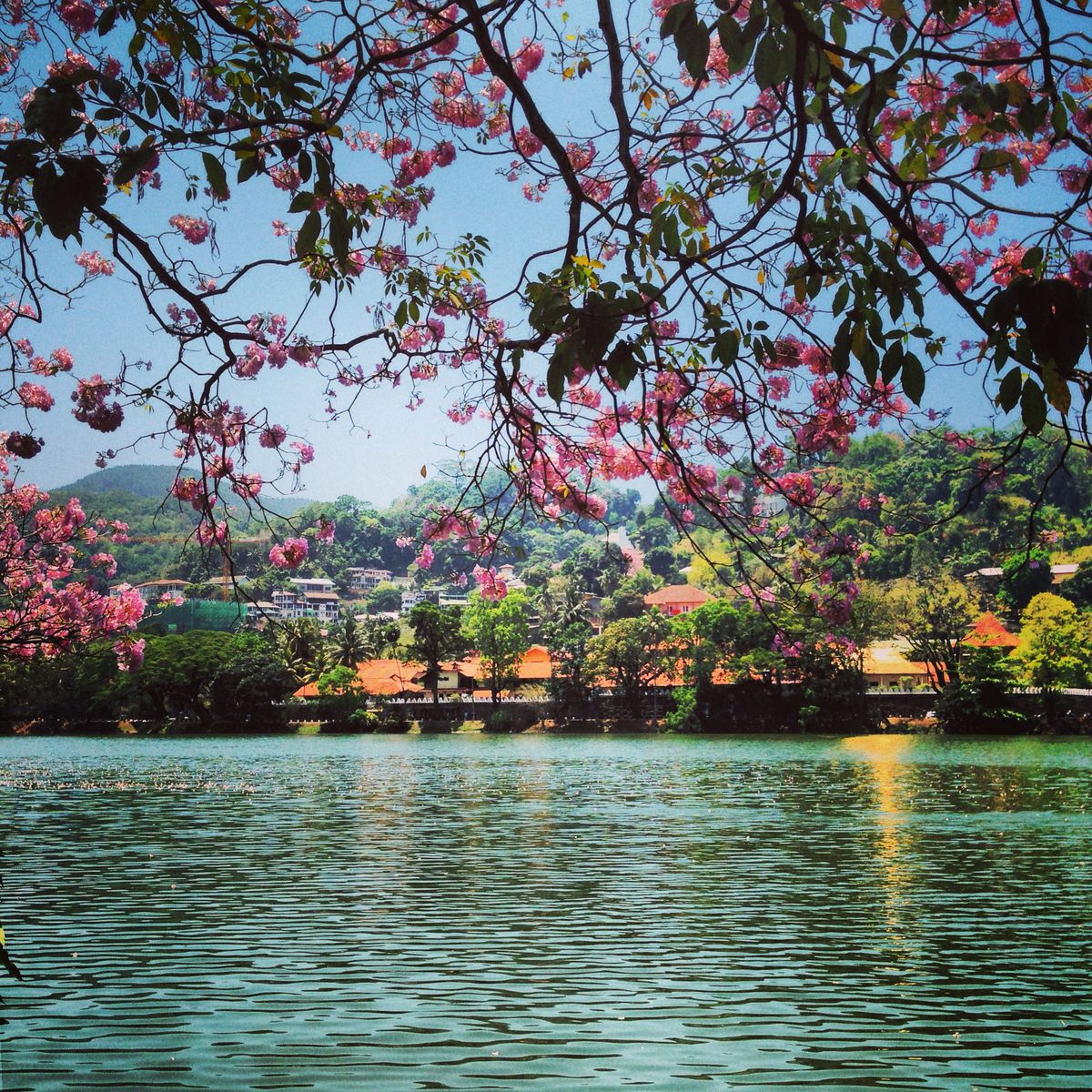 Sri Lanka Premium Leisure Escape – 5 Nights & 6 Days - Explore Sri Lanka with our Premium Leisure Escape – 5 Nights & 6 Days. Experience Kandy, Nuwara Eliya & Colombo with nature, culture & comfort. Sri Lanka Premium Leisure Escape – 5 Nights & 6 Days - Image 2 of 5