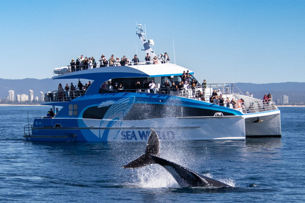 Золотое Побережье, круиз по наблюдению за китами в Sea World - Изображение 1 из 5