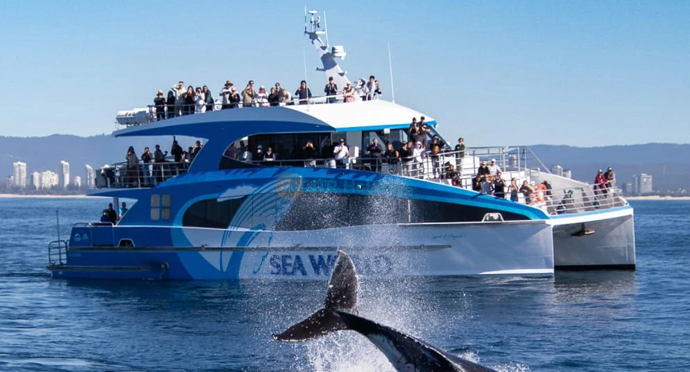 Gold Coast Sea World Whale Watching Cruise - Book Gold Coast Sea World Whale Watching Cruise tickets and witness majestic humpback whales in their natural habitat. Enjoy expert commentary, panoramic ocean views, and an unforgettable wildlife adventure on the Gold Coast. Gold Coast Sea World Whale Watching Cruise - Image 1 of 5