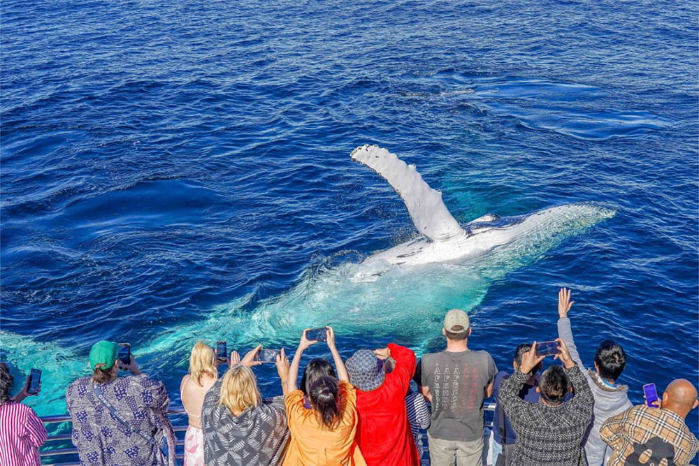Золотое Побережье, круиз по наблюдению за китами в Sea World - Изображение 2 из 5