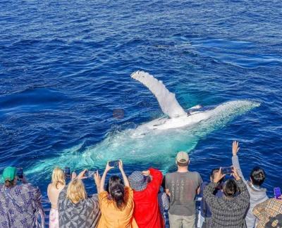 Gold Coast Sea World Whale Watching Cruise - Book Gold Coast Sea World Whale Watching Cruise tickets and witness majestic humpback whales in their natural habitat. Enjoy expert commentary, panoramic ocean views, and an unforgettable wildlife adventure on the Gold Coast. Gold Coast Sea World Whale Watching Cruise - Image 2 of 5