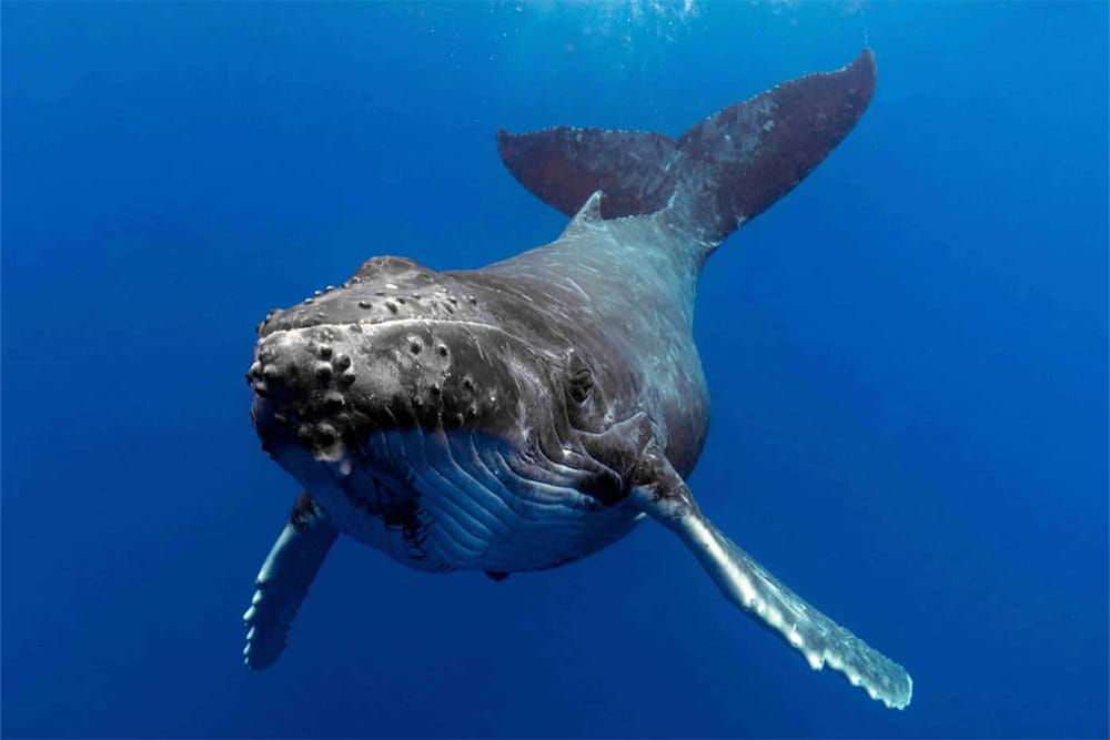 Золотое Побережье, круиз по наблюдению за китами в Sea World - Изображение 4 из 5