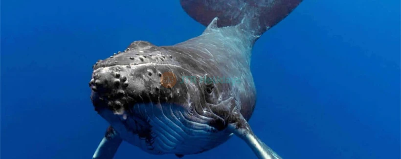 Gold Coast Sea World Whale Watching Cruise - Book Gold Coast Sea World Whale Watching Cruise tickets and witness majestic humpback whales in their natural habitat. Enjoy expert commentary, panoramic ocean views, and an unforgettable wildlife adventure on the Gold Coast. Gold Coast Sea World Whale Watching Cruise - Image 4 of 5