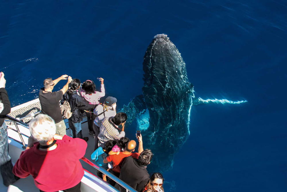 Золотое Побережье, круиз по наблюдению за китами в Sea World - Изображение 5 из 5