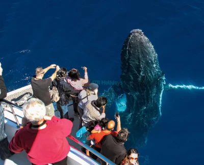 Gold Coast Sea World Whale Watching Cruise - Book Gold Coast Sea World Whale Watching Cruise tickets and witness majestic humpback whales in their natural habitat. Enjoy expert commentary, panoramic ocean views, and an unforgettable wildlife adventure on the Gold Coast. Gold Coast Sea World Whale Watching Cruise - Image 5 of 5
