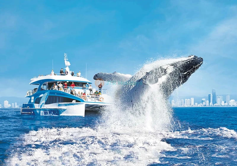 Gold Coast Sea World Whale Watching Cruise