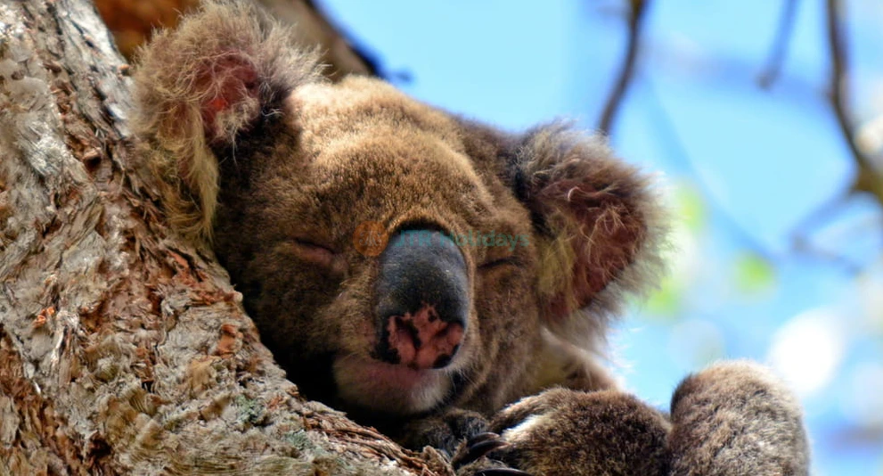 Kangaroos and Koalas Tour with Morning Tea from Gold Coast - Join a Kangaroos and Koalas Tour with Morning Tea from the Gold Coast. Enjoy wildlife encounters, scenic views, guided commentary, and hassle free transfers. Kangaroos and Koalas Tour with Morning Tea from Gold Coast - Image 1 of 5