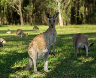 Kangaroos and Koalas Tour with Morning Tea from Gold Coast - Join a Kangaroos and Koalas Tour with Morning Tea from the Gold Coast. Enjoy wildlife encounters, scenic views, guided commentary, and hassle free transfers. Kangaroos and Koalas Tour with Morning Tea from Gold Coast - Image 5 of 5