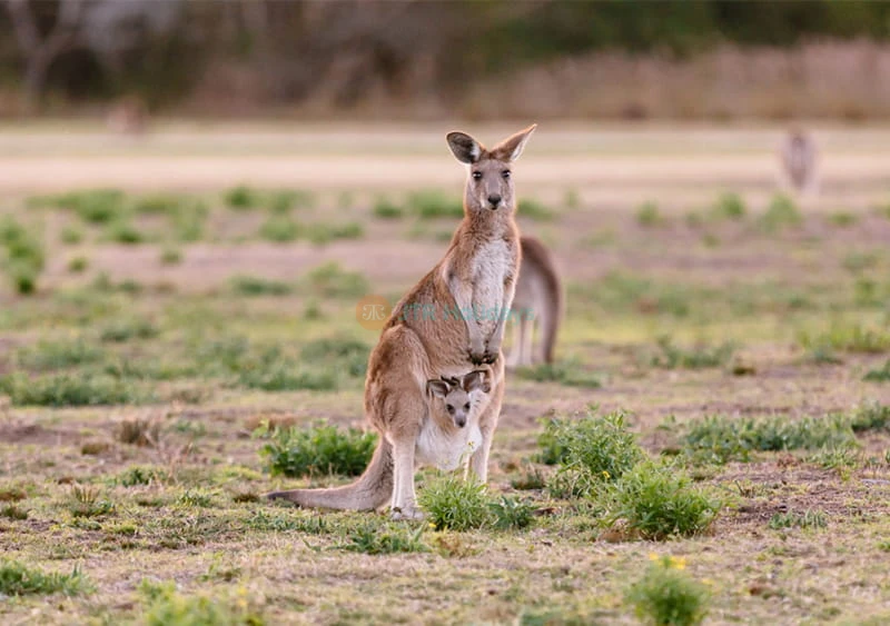 Tour di Canguri e Koala con Mattinata con Tè dalla Gold Coast