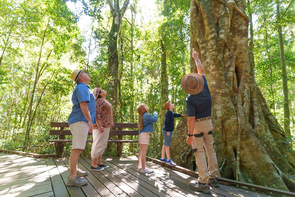 Lamington Nationalpark Tour: O'Reilly's Regenwald-Retreat und Canungra Valley Weingut - Bild 5 von 5